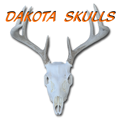 Dakota Skulls Taxidermy
